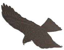 eagle